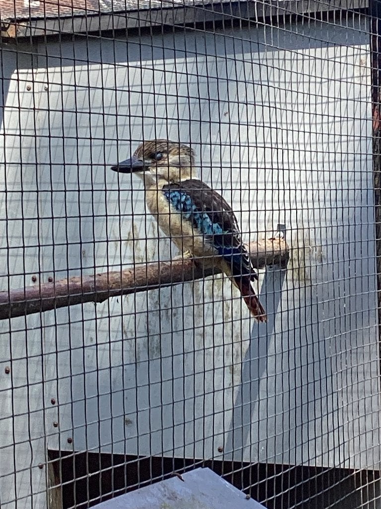 Blauw vleugel kookaburra, Meerdere dieren, Geringd
