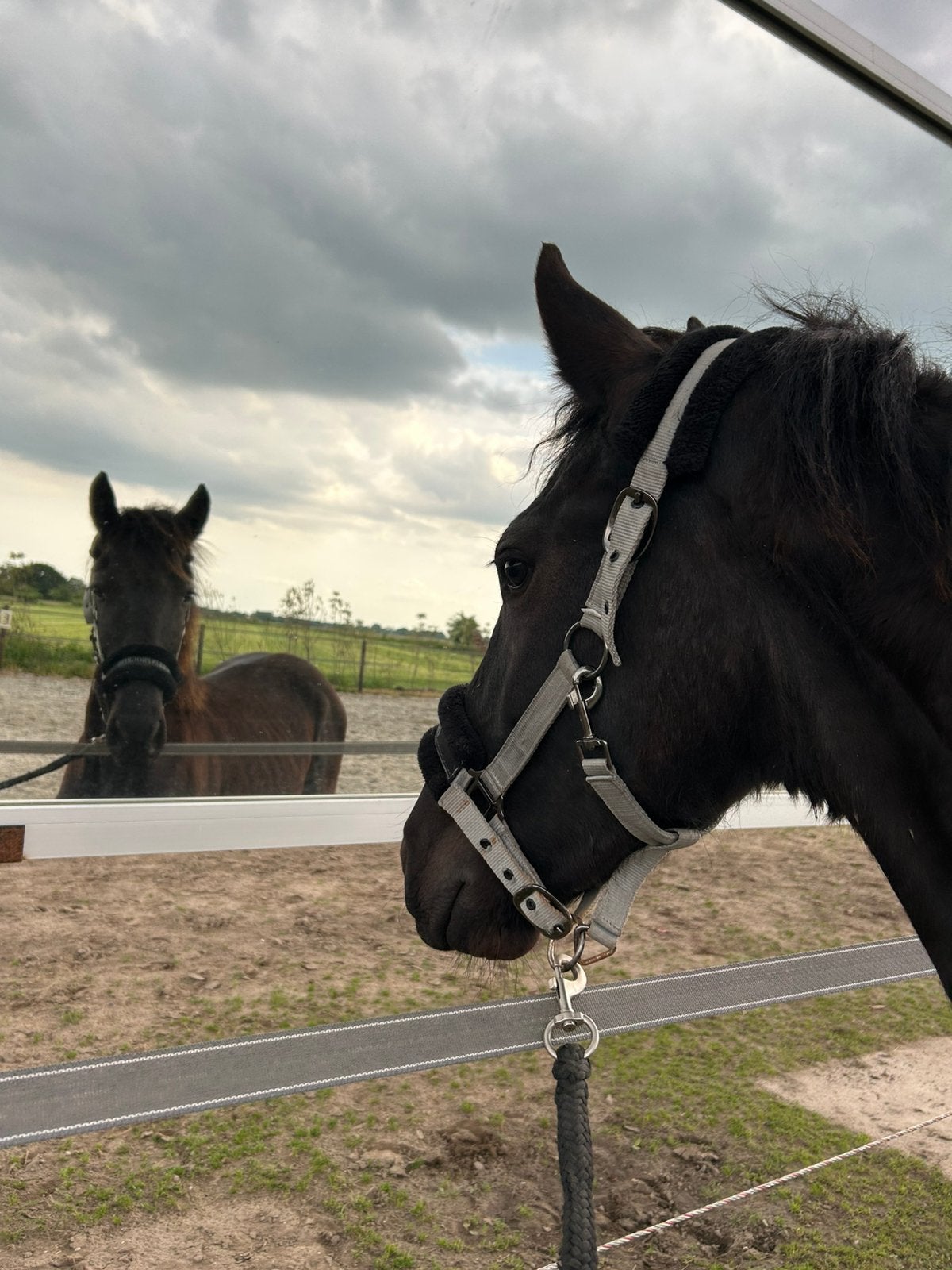 Unieke jaarling Friese Hengst, Dieren en Toebehoren, Paarden, Met stamboom, Niet van toepassing, Dressuurpaard, 0 tot 2 jaar