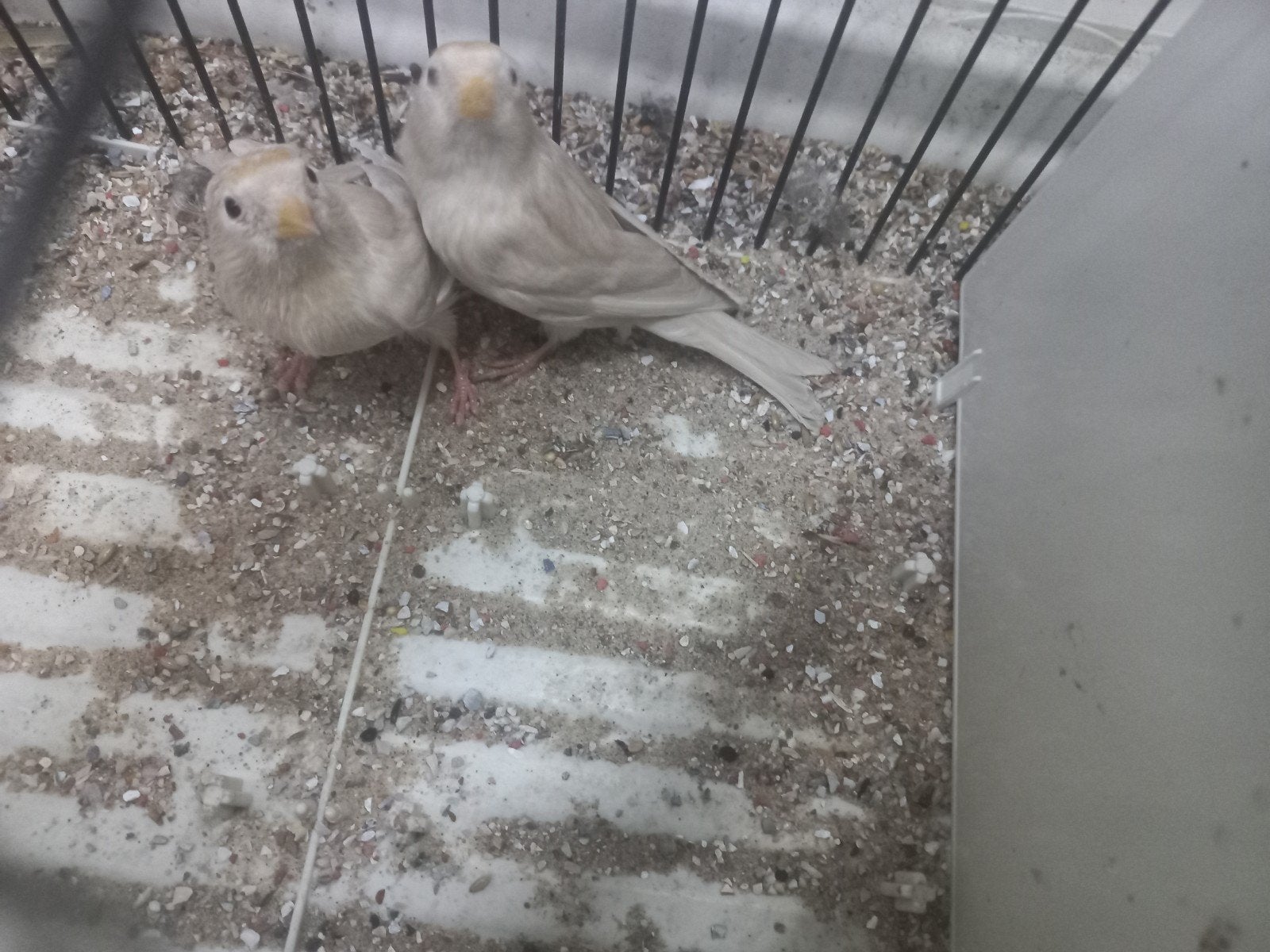 koppel isabel Cabaret Barmsijzen, Dieren en Toebehoren, Vogels | Overige Vogels, Meerdere dieren, Wildzangvogel, Geringd