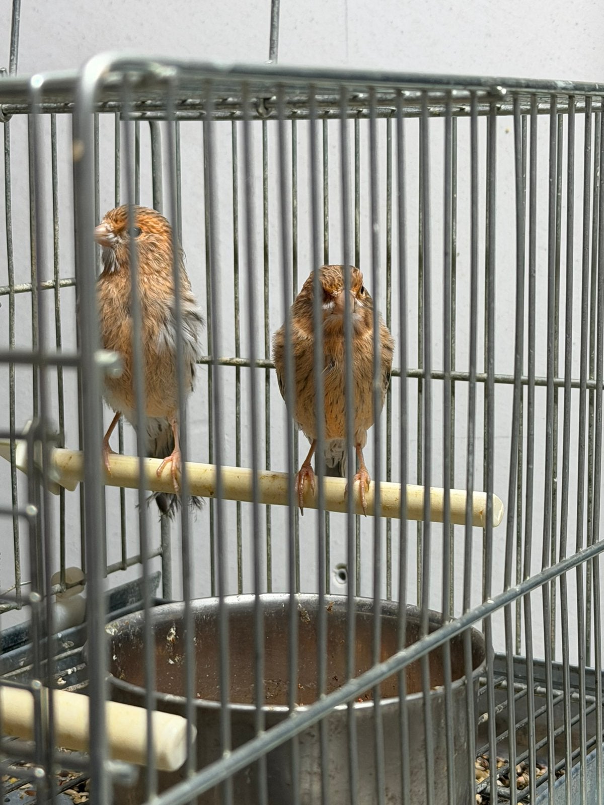 Grijs rood mozaïek kanaries 2026, Dieren en Toebehoren, Vogels | Kanaries, Meerdere dieren, Kleurkanarie