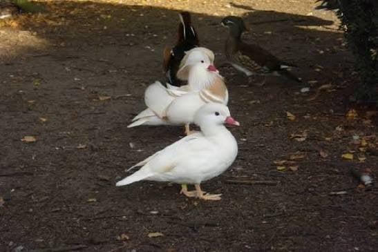 siereenden, Meerdere dieren