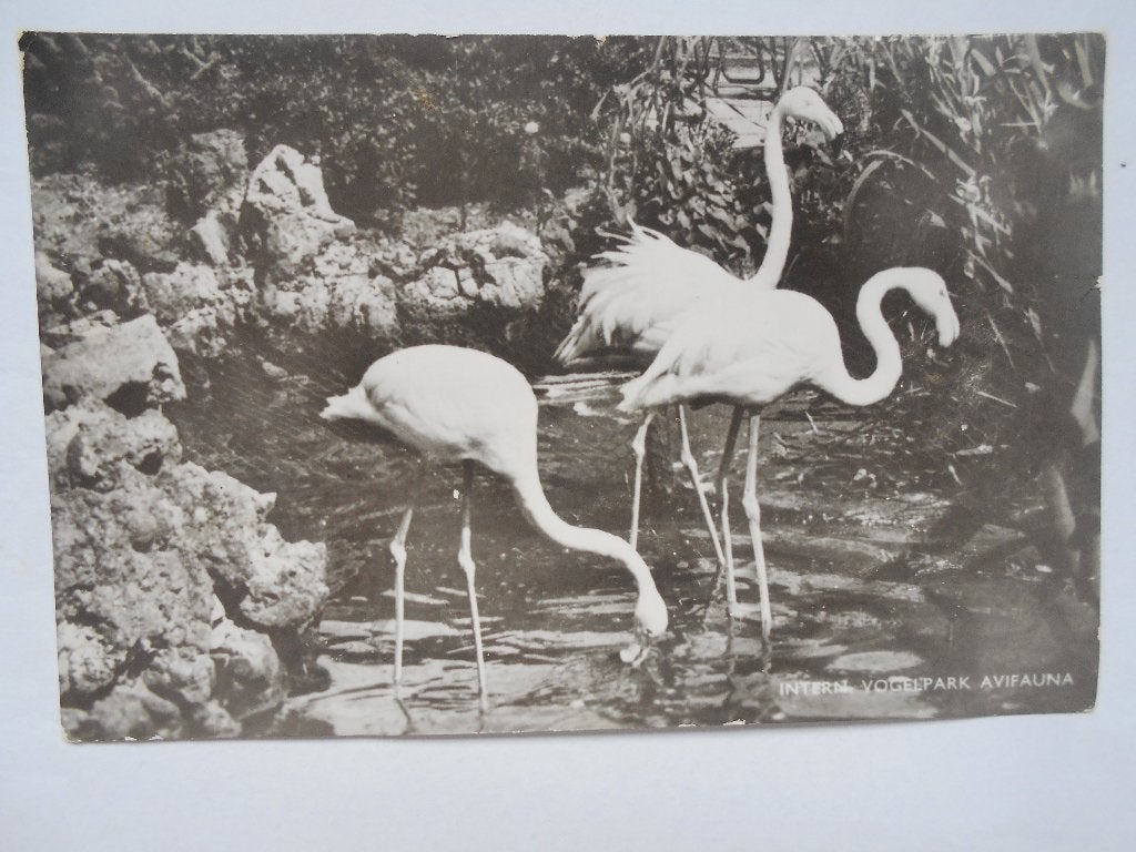 Flamingo's Avifauna Alphen a/d Rijn het Vogelpark in `1955, Verzamelen, Ophalen of Verzenden, 1940 tot 1960, Gelopen, Vogel