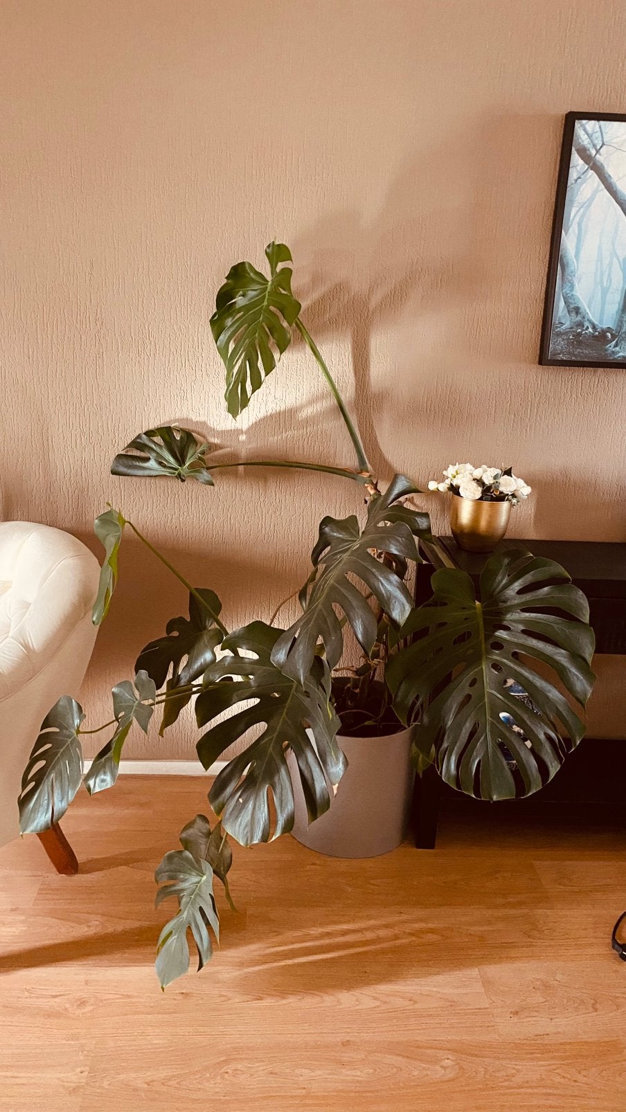 Grote volwassen Monstera 160 cm incl. plantenbak op wielen, Ophalen, Halfschaduw, 150 tot 200 cm