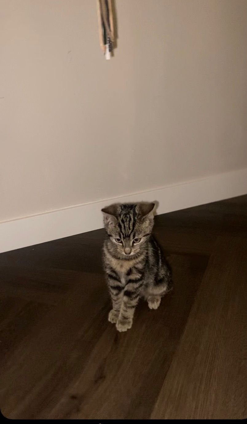 Gratis huiskat, Dieren en Toebehoren, Kater