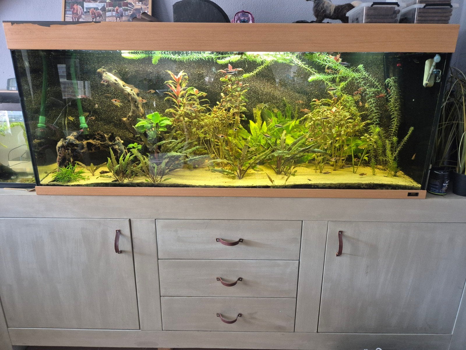 juwel rio 450 led. 150x50x60., Dieren en Toebehoren, Ophalen, Gebruikt, Inclusief vissen, Gevuld zoetwateraquarium