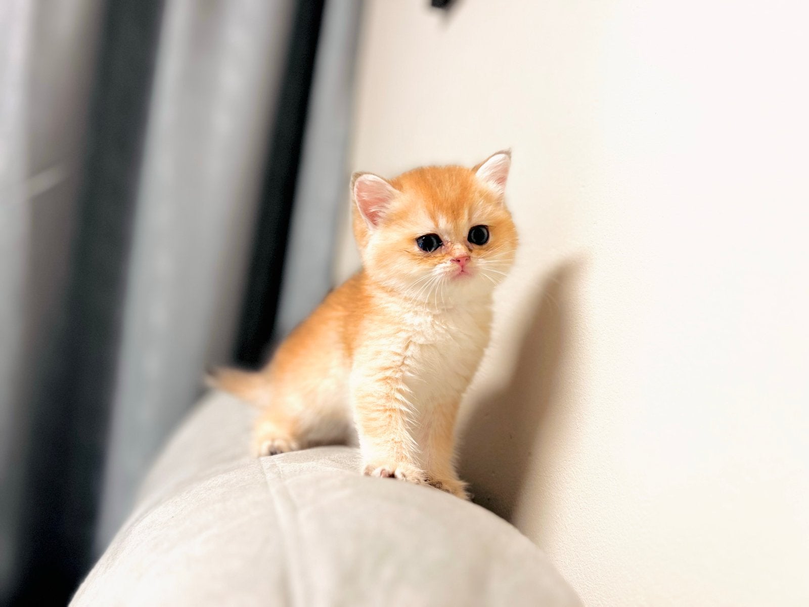 Britse Korthaar Black Golden Shaded kittens te koop, Dieren en Toebehoren, Katten en Kittens | Raskatten | Korthaar, Meerdere dieren
