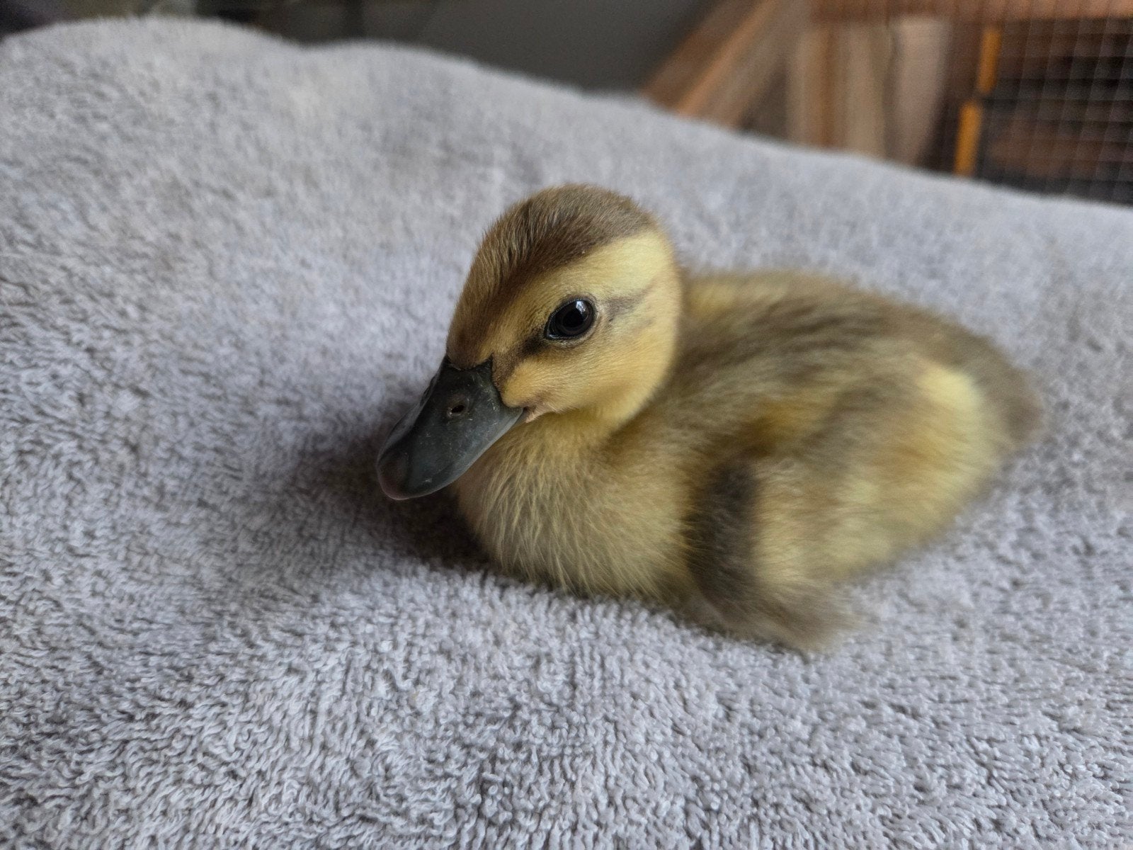 Loopeendjes te koop, Dieren en Toebehoren, Geslacht onbekend, Eend