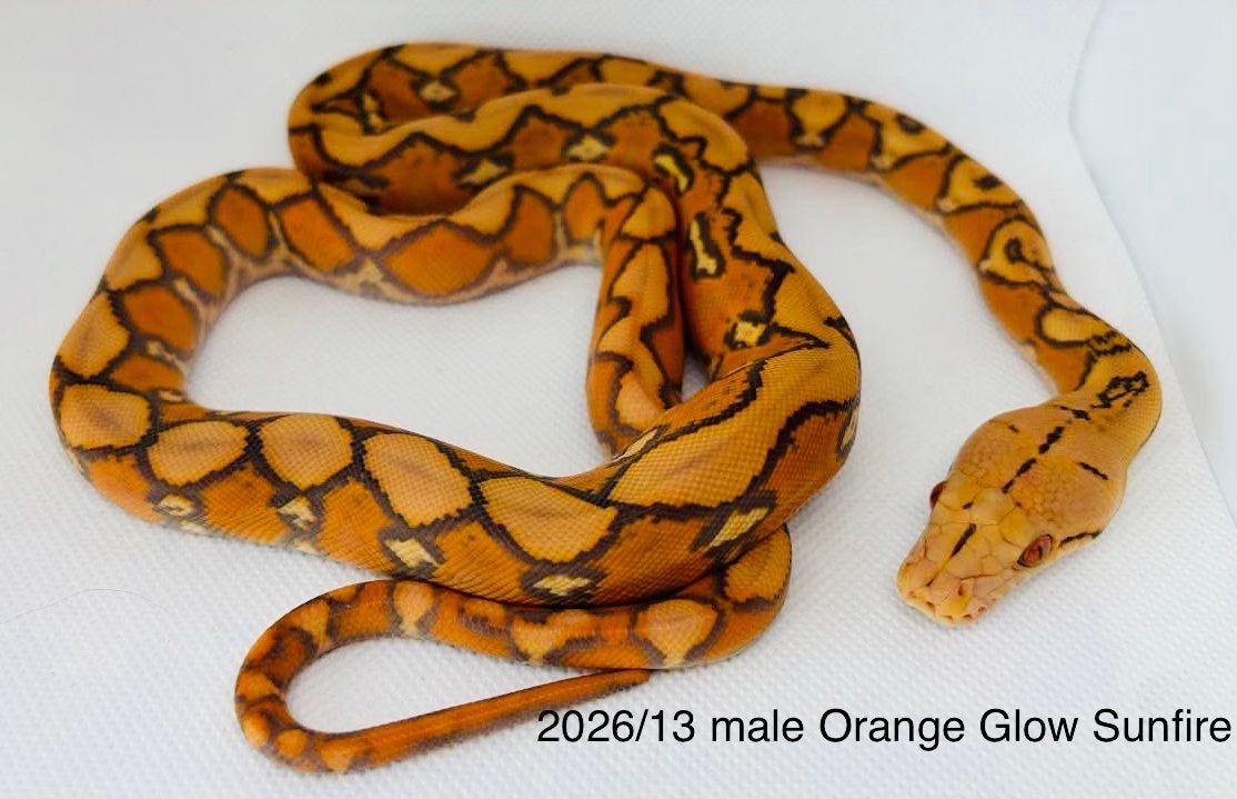 Nakweek Python Reticulatus Reticulated Python photo 9