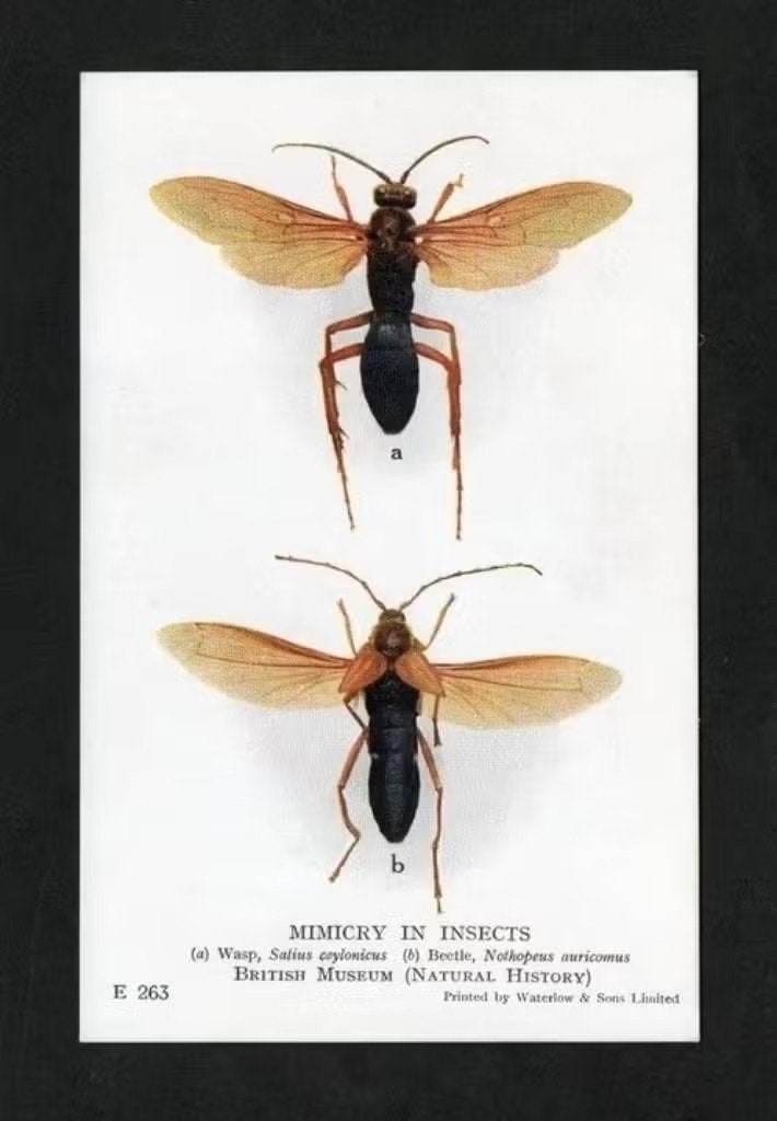Insect Wesp Salius Ceylonicus, Beetle Nothopeus Auricomus, Ophalen of Verzenden, Voor 1920, Ongelopen, Overige soorten