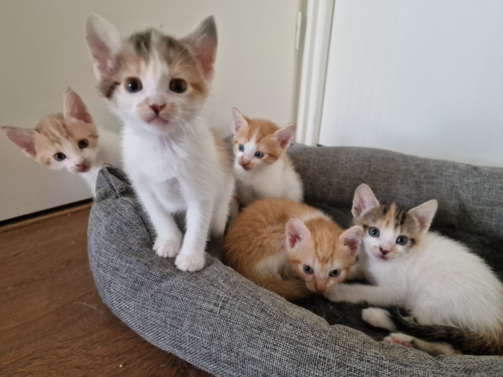 5 lieve Europese korthaar kittens (rood + tricolor) - Vlaard, Meerdere dieren, 0 tot 2 jaar