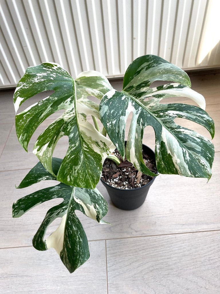 Monstera Albo Variegata te koop!, Ophalen, Halfschaduw, Minder dan 100 cm
