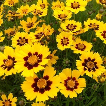 Meisjesogen vaste plant, Tuin en Terras, Volle zon, Vaste plant, Zomer, Ophalen