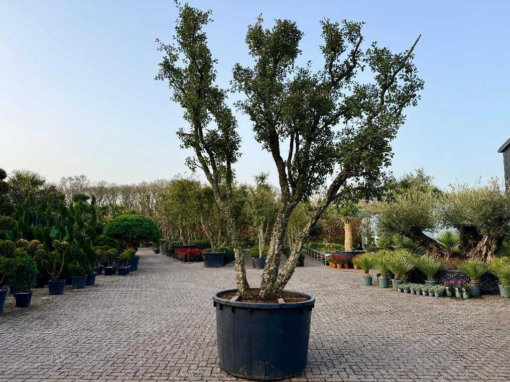 Exclusieve kurkeik - Quercus suber triple stam nr 180, Tuin en Terras, Overige soorten, Zomer, 400 cm of meer, Ophalen