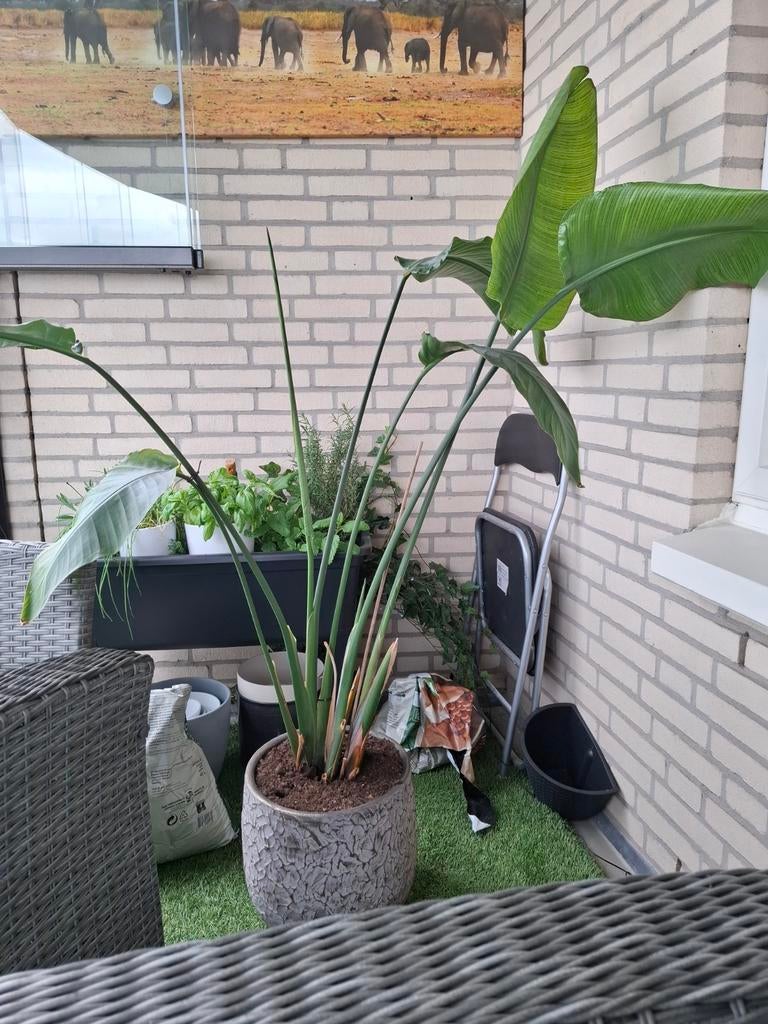 Gratis kamerplant, Ophalen, Overige soorten, Halfschaduw