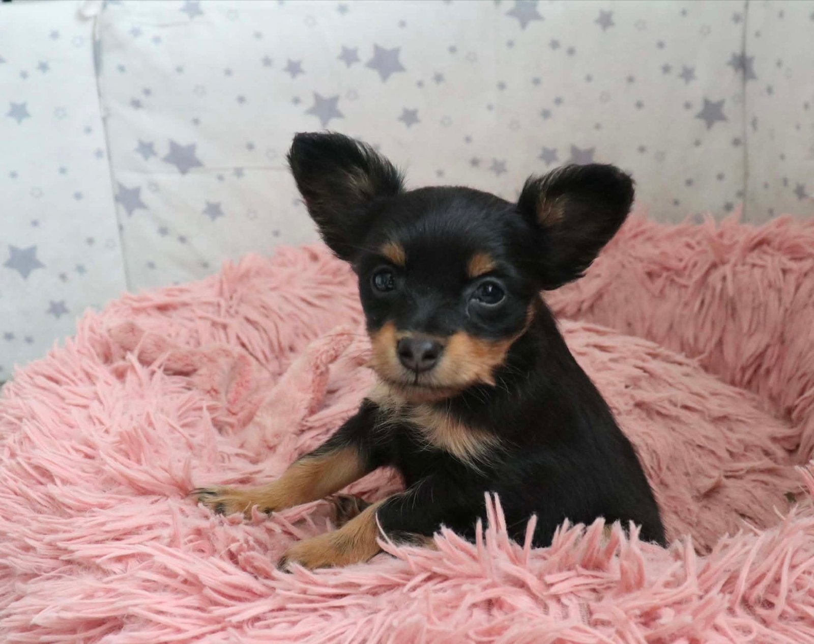 Unieke RusskiyToy pups, Overige rassen, CDV (hondenziekte), 8 tot 15 weken, Meerdere