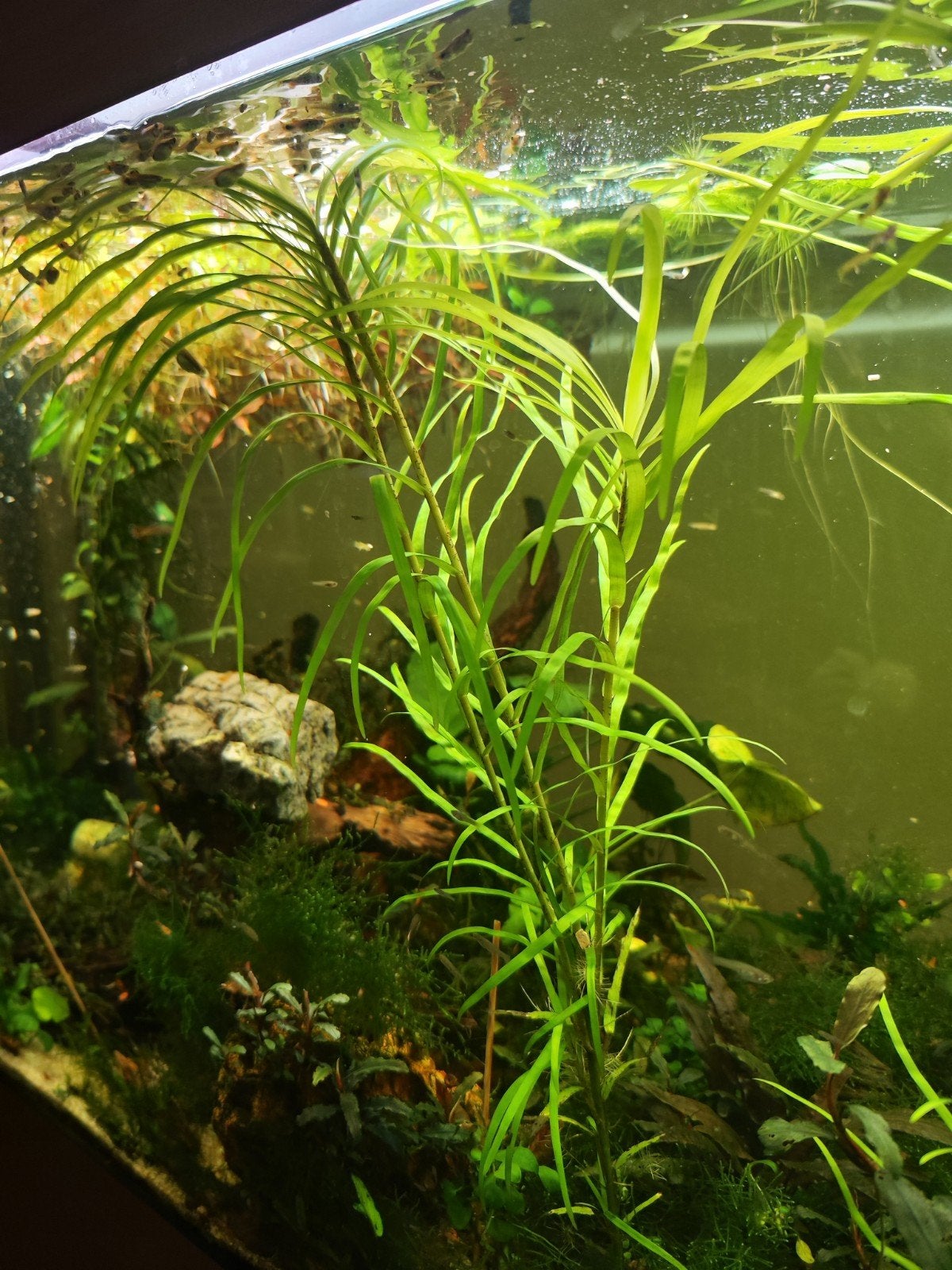 Aquarium planten, mossen en varens. Ook veel bucephalandra., Dieren en Toebehoren, Ophalen of Verzenden, Plant(en), Steen of Hout