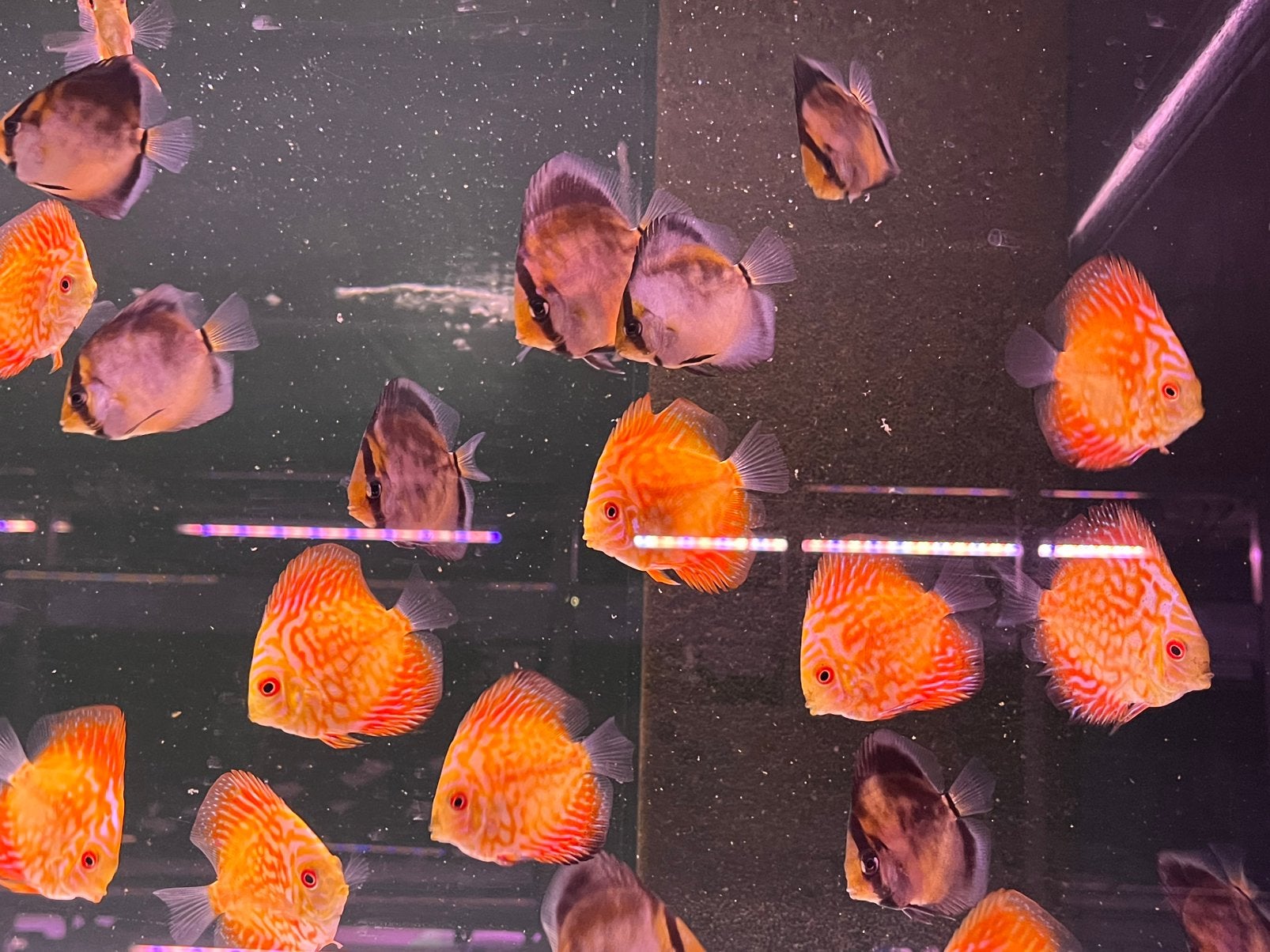 Red map / golden meave discus, Vis