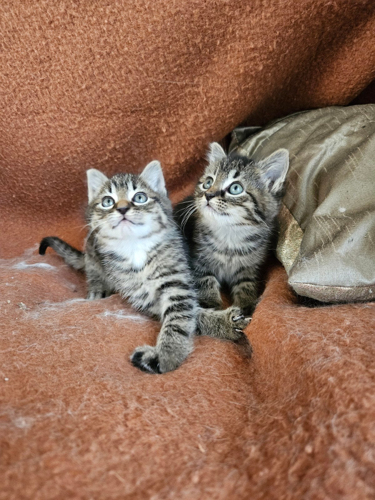 Schattige tabbykittens, Dieren en Toebehoren, Meerdere dieren, Kortharig, 0 tot 2 jaar