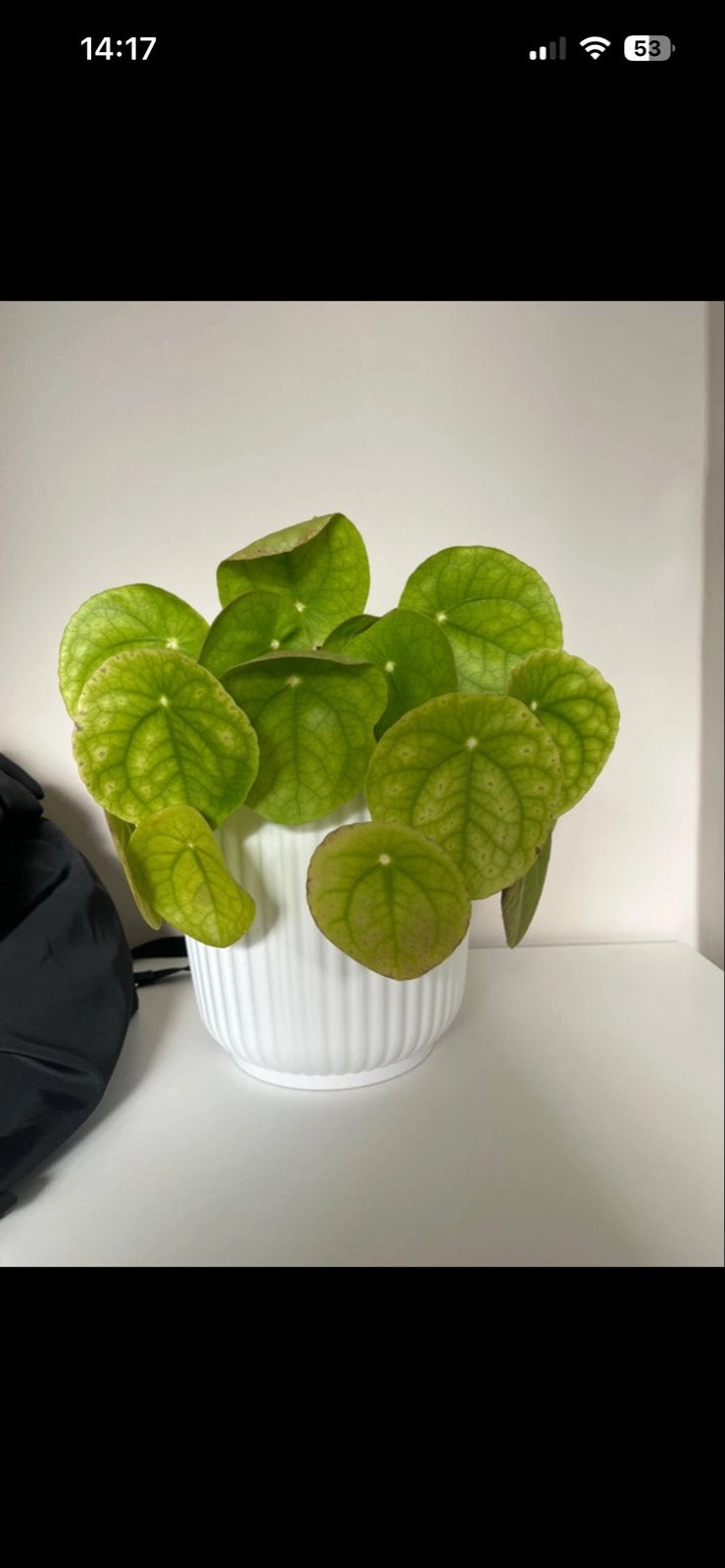 Pannenkoekenplant (Pilea Peperomioides), Overige soorten, Vaste plant, Ophalen of Verzenden, Bloeit niet