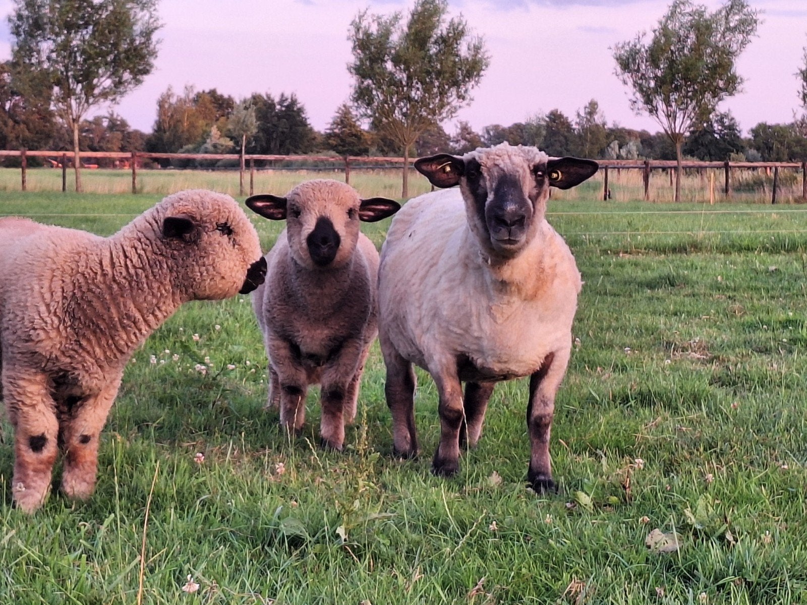 Hampshire down ooien en ram, Meerdere dieren, Schaap