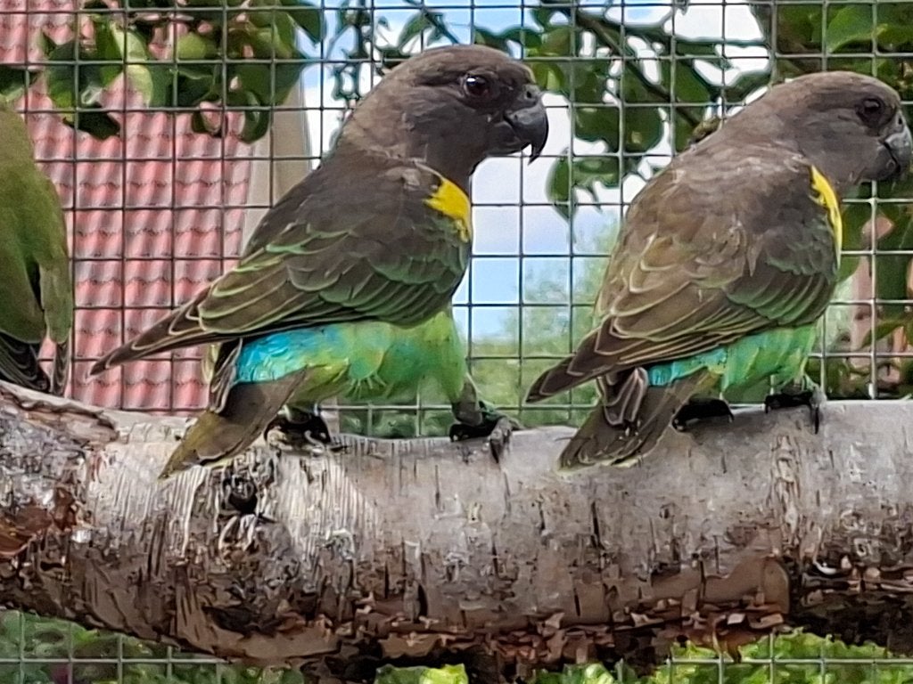 Meijer papegaai, Dieren en Toebehoren, Mannelijk, Papegaai, Geringd