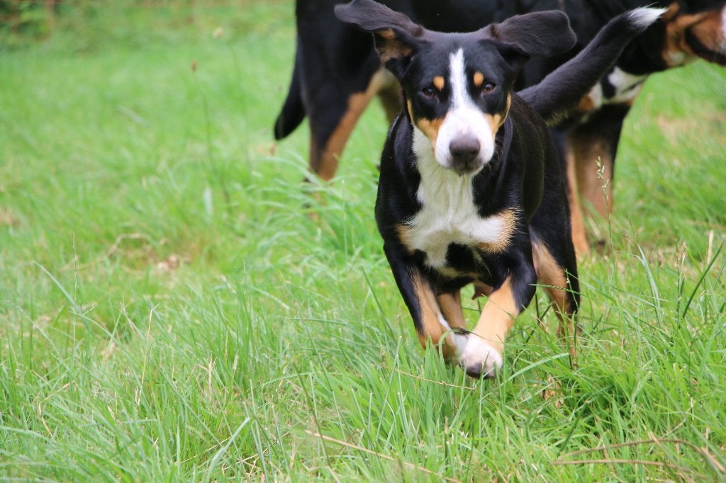Entlebucher Sennenhond Bonnie (teefje, 3 jaar oud), Teef, Parvo, Eén hond, 3 tot 5 jaar
