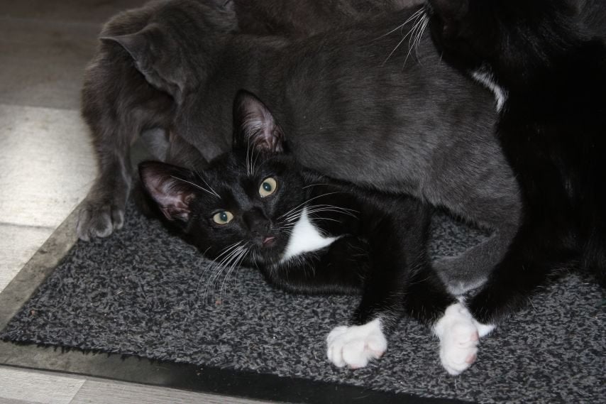Kitten zoekt lief baasje!, Kater, Ontwormd, 0 tot 2 jaar