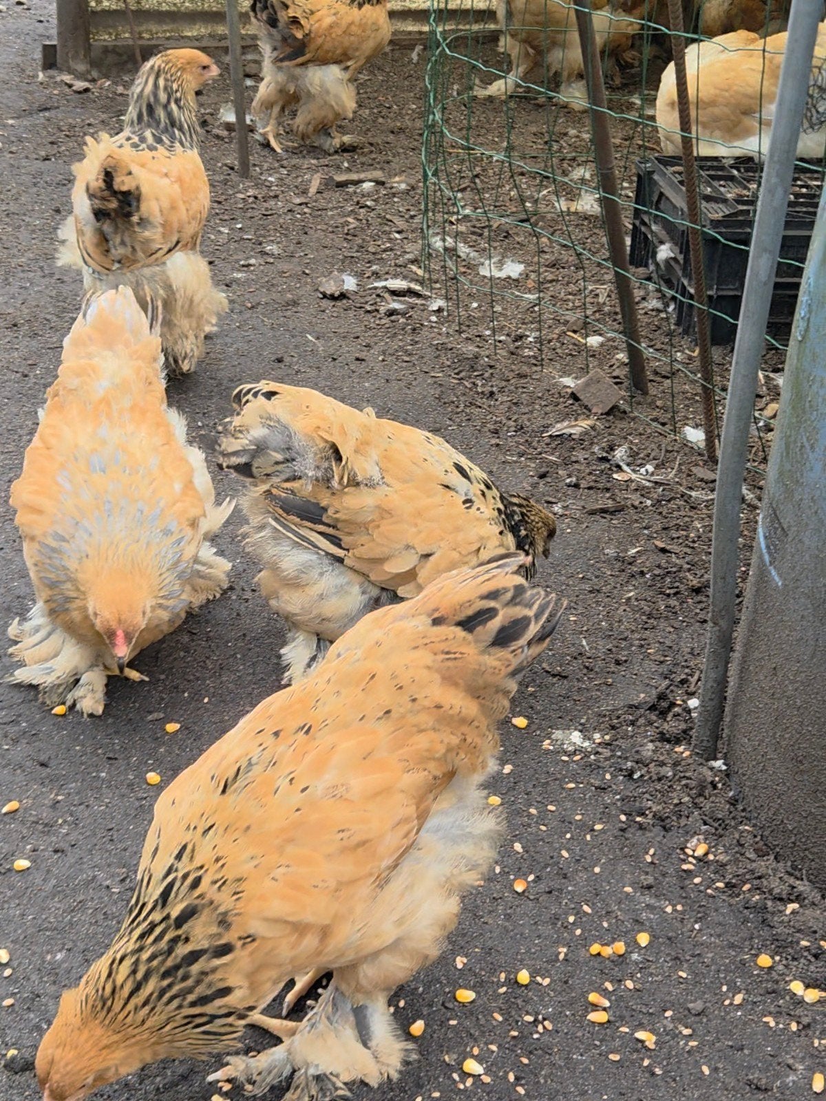 brahma hennen, Dieren en Toebehoren, Vrouwelijk, Kip