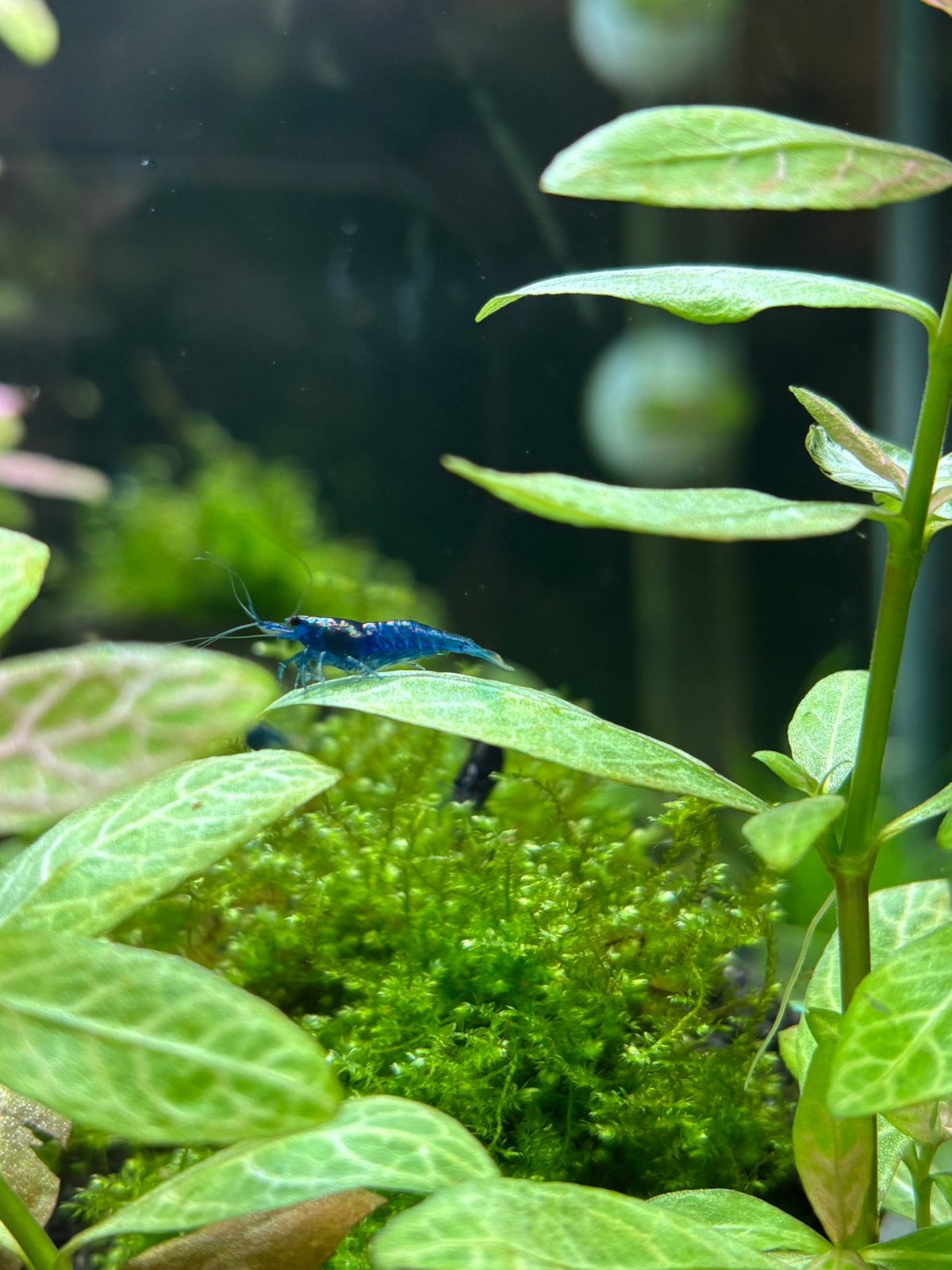 Blue Dream/Velvet Garnalen, Kreeft, Krab of Garnaal, Zoetwatervis, Schoolvis