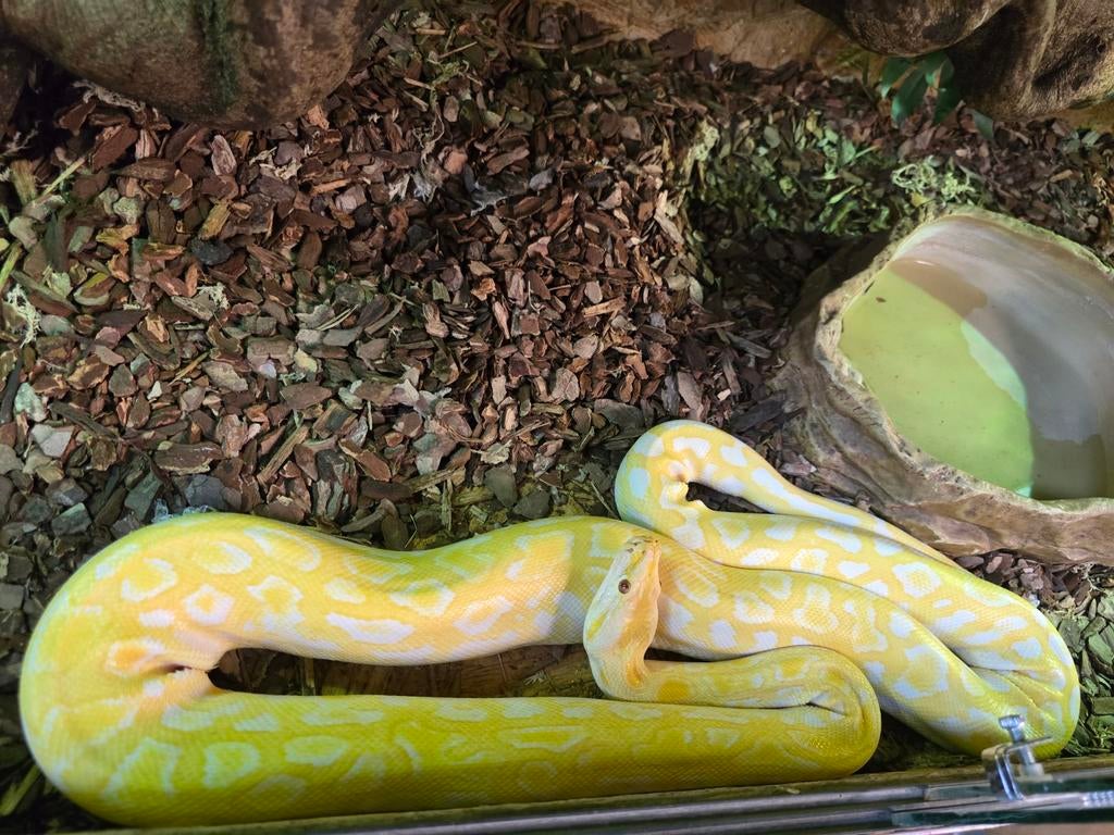 Prachtige albino labyrint tijgerpython Green Tree Python - unknown for sale from Lost Treasures