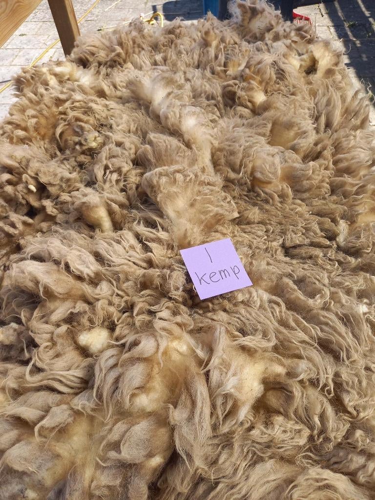 nr 1 Geschoren vacht van een Kempisch Heideschaap, Ophalen of Verzenden, Nieuw