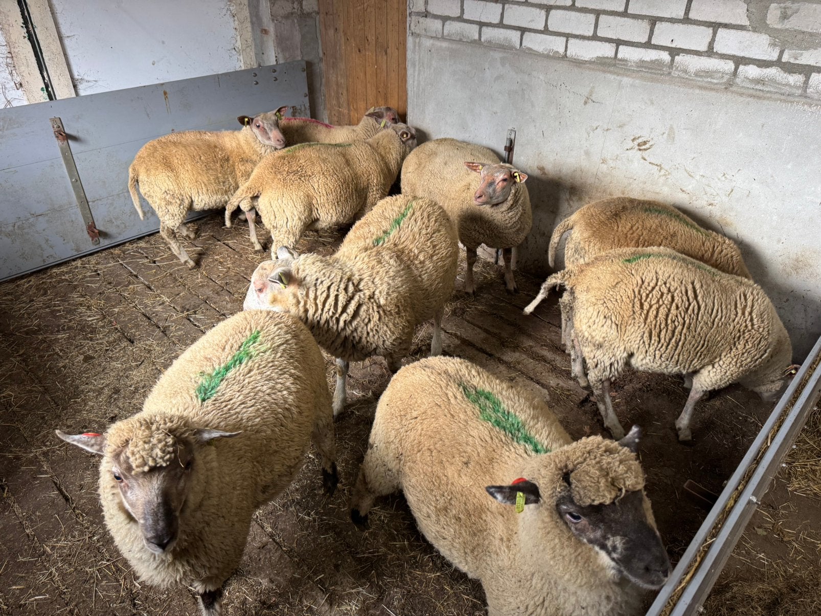 Dekrammen, Dieren en Toebehoren, Mannelijk, Schaap