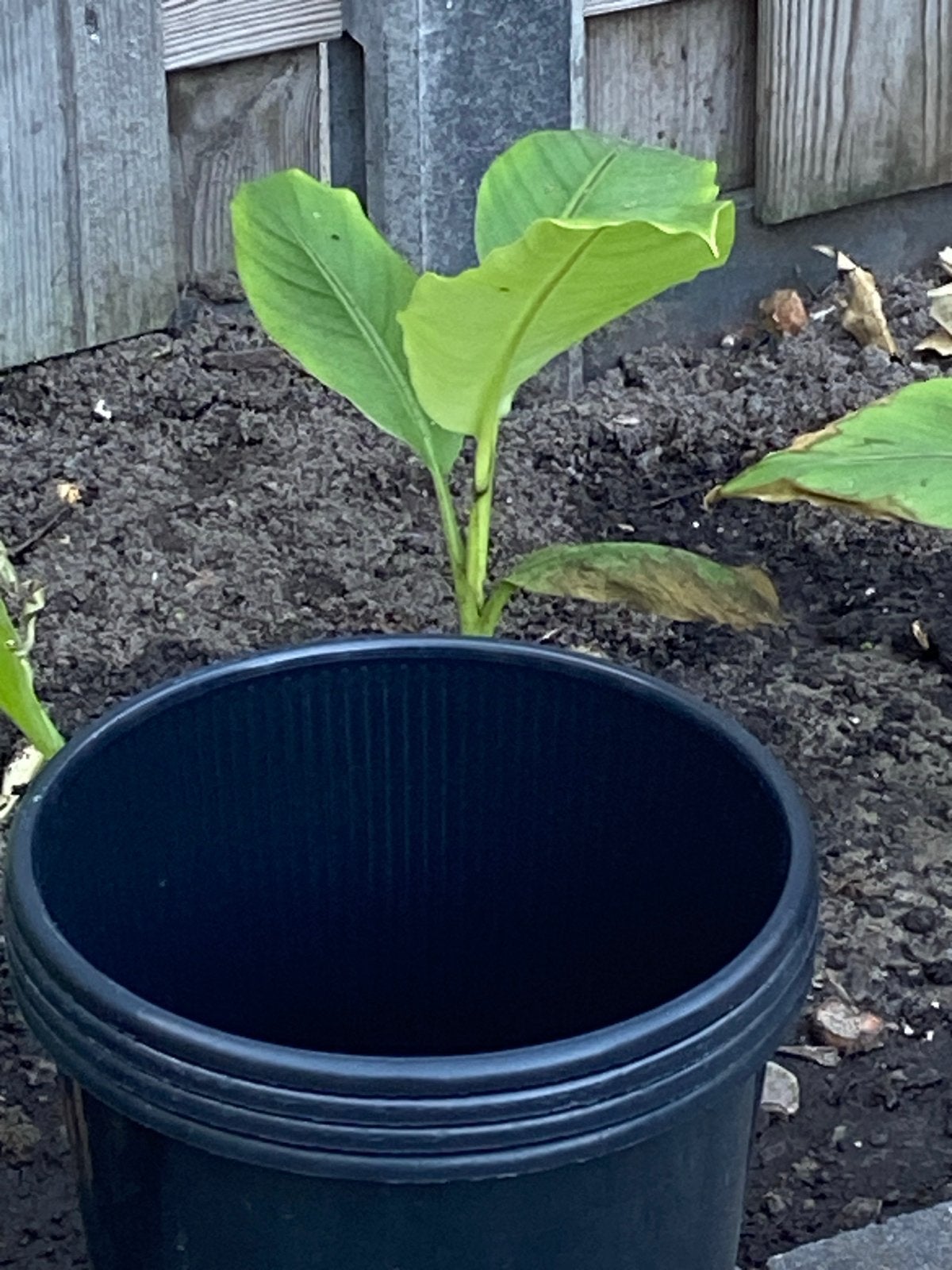 Jonge bananenplant in pot, Tuin en Terras, Overige soorten, Volle zon, Vaste plant, Ophalen of Verzenden