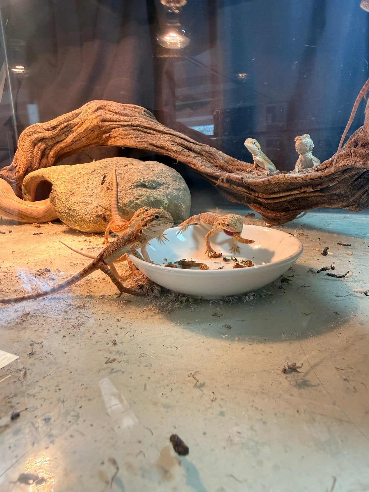Baby baardagaam Bearded Dragon photo 8