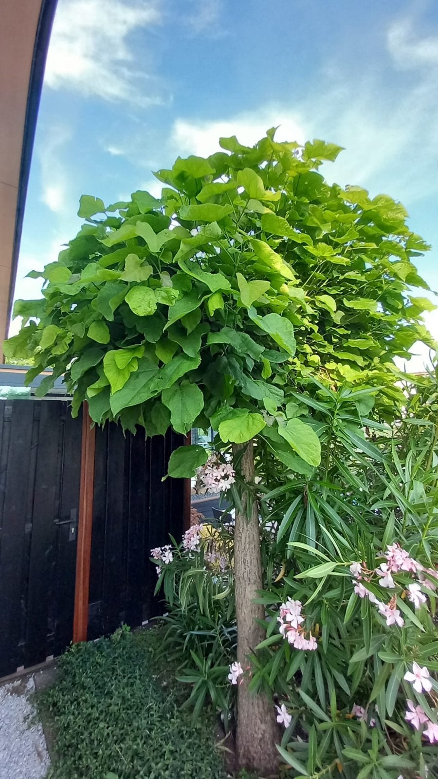 Mooie Bolcatalpa - Ideaal voor elke tuin, Tuin en Terras, 250 tot 400 cm, Zomer, Ophalen, Volle zon