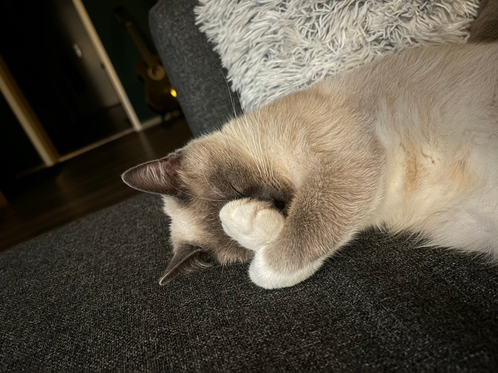Liefste Siamese Poes van de wereld, Poes
