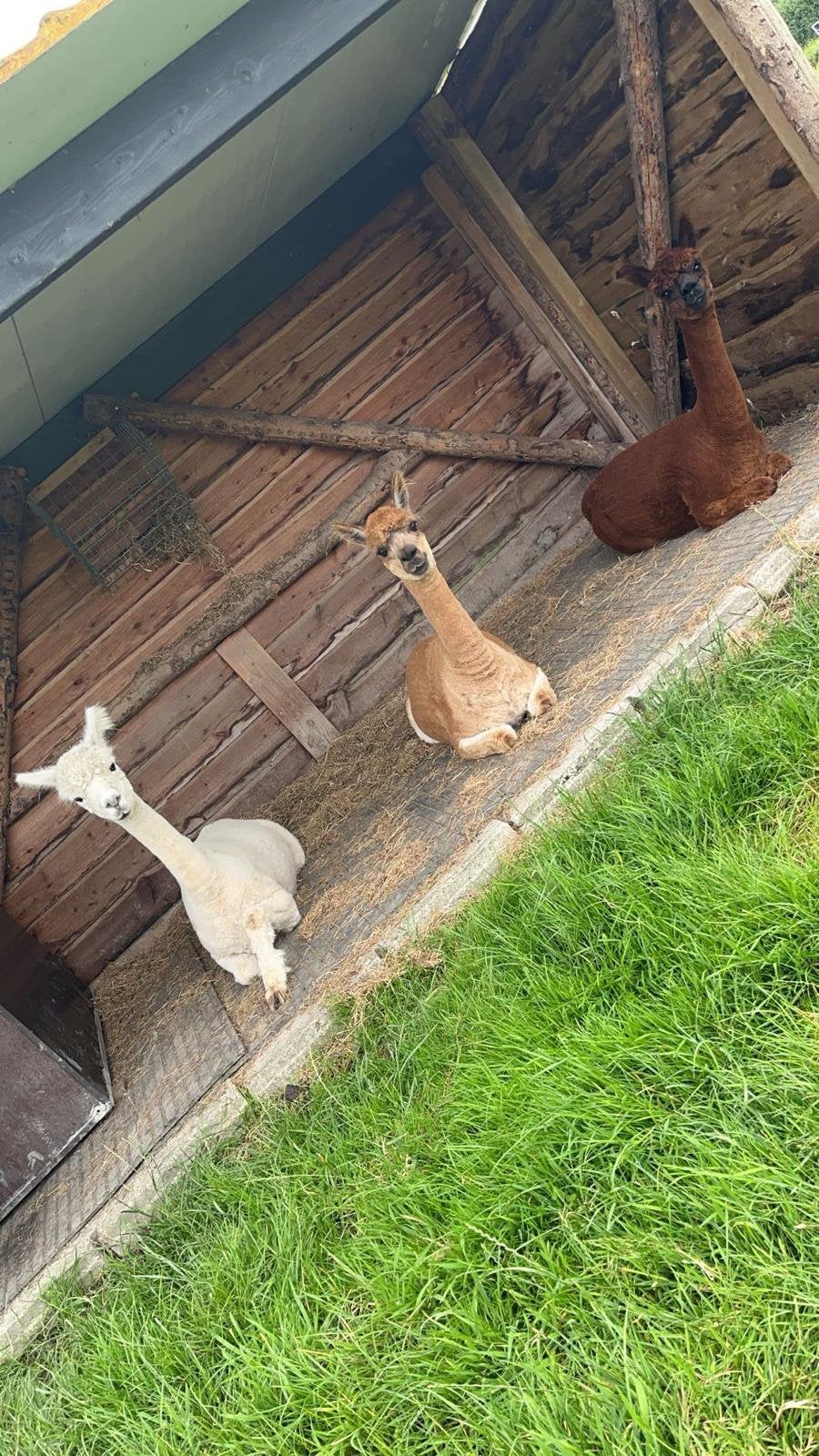 Alpaca’s 3 merries, Mei, Vrouwelijk