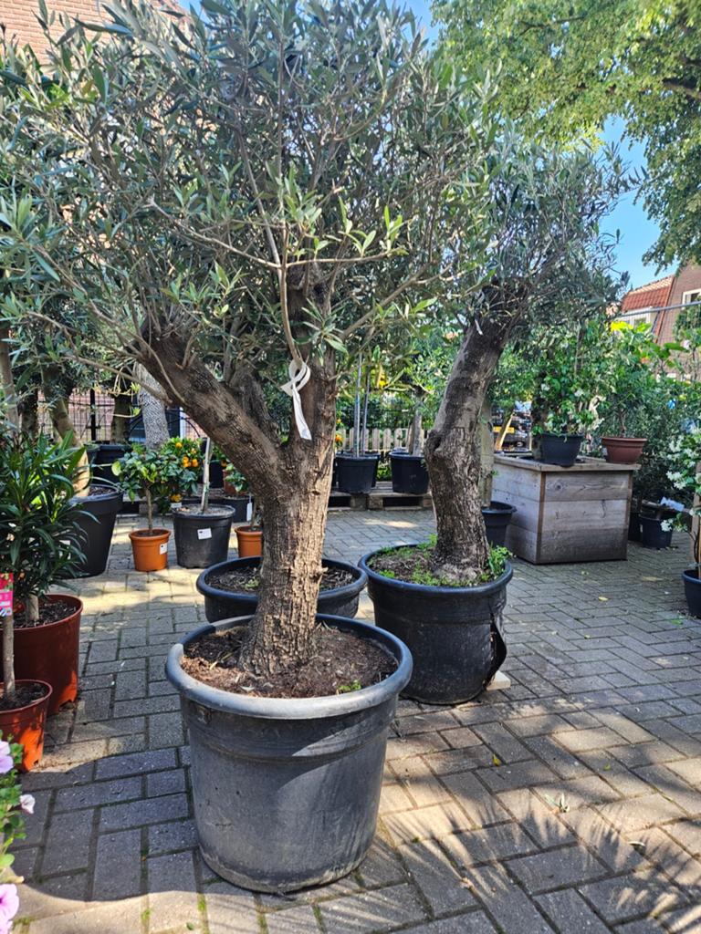 Grote Olijfbomen dikke oude stam: 249 euro, Volle zon, Ophalen of Verzenden, 100 tot 250 cm, Olijfboom
