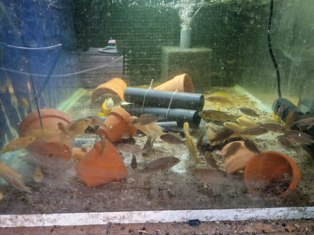 Metriaclima mix (cichliden), Vis