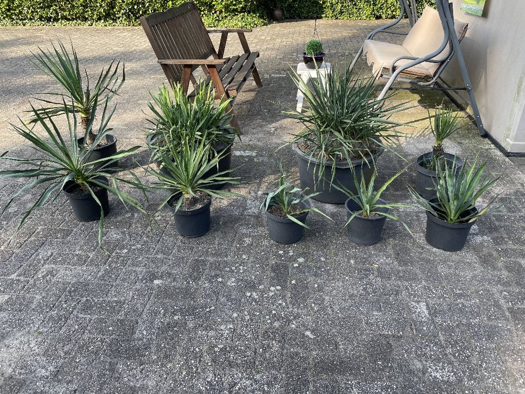 Bijna gratis Groen blijfende vaste plant yuca met bak, Volle zon, Vaste plant, Zomer, Ophalen