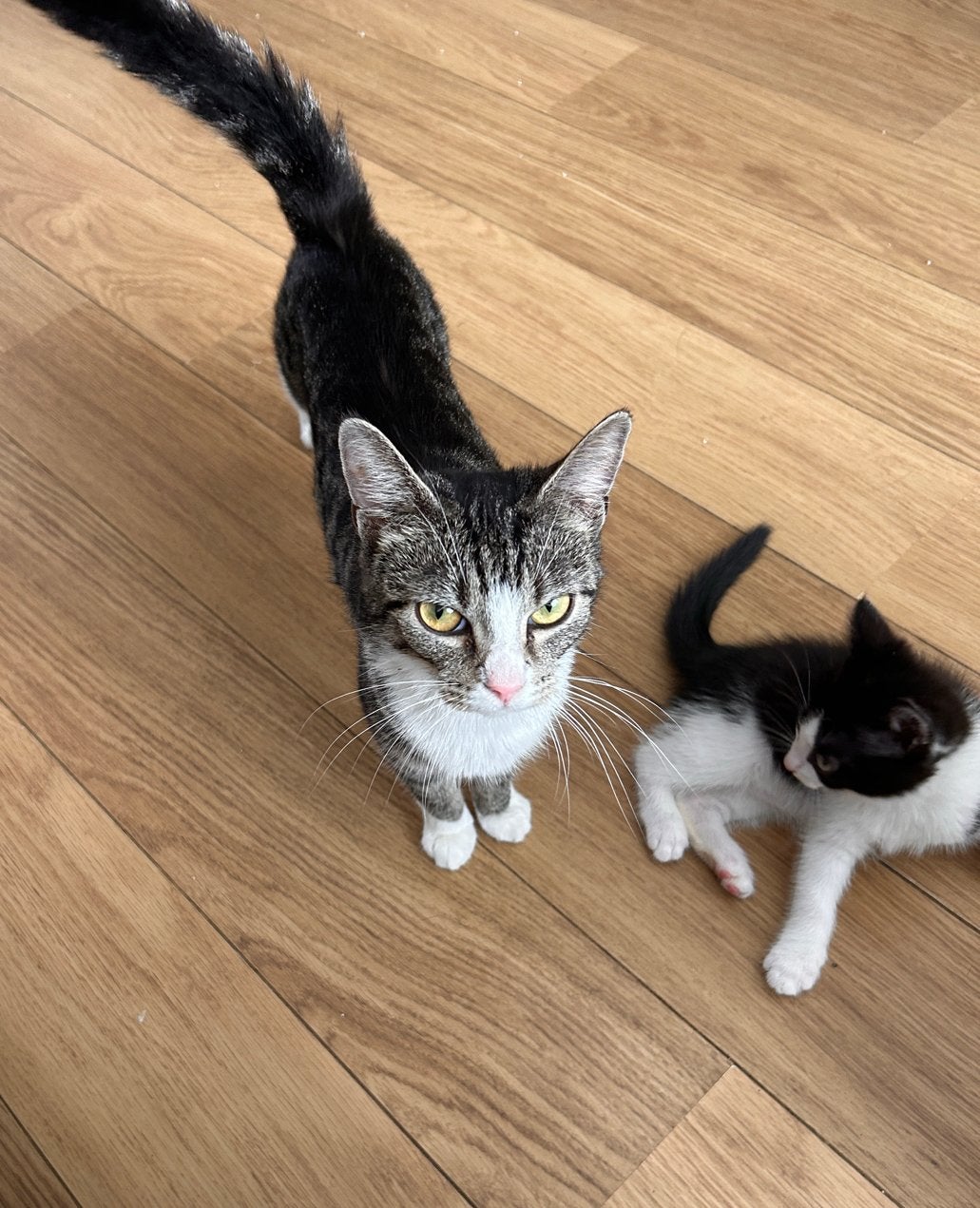 Zwart witte kittens 9weken., Meerdere dieren, Kortharig, 0 tot 2 jaar