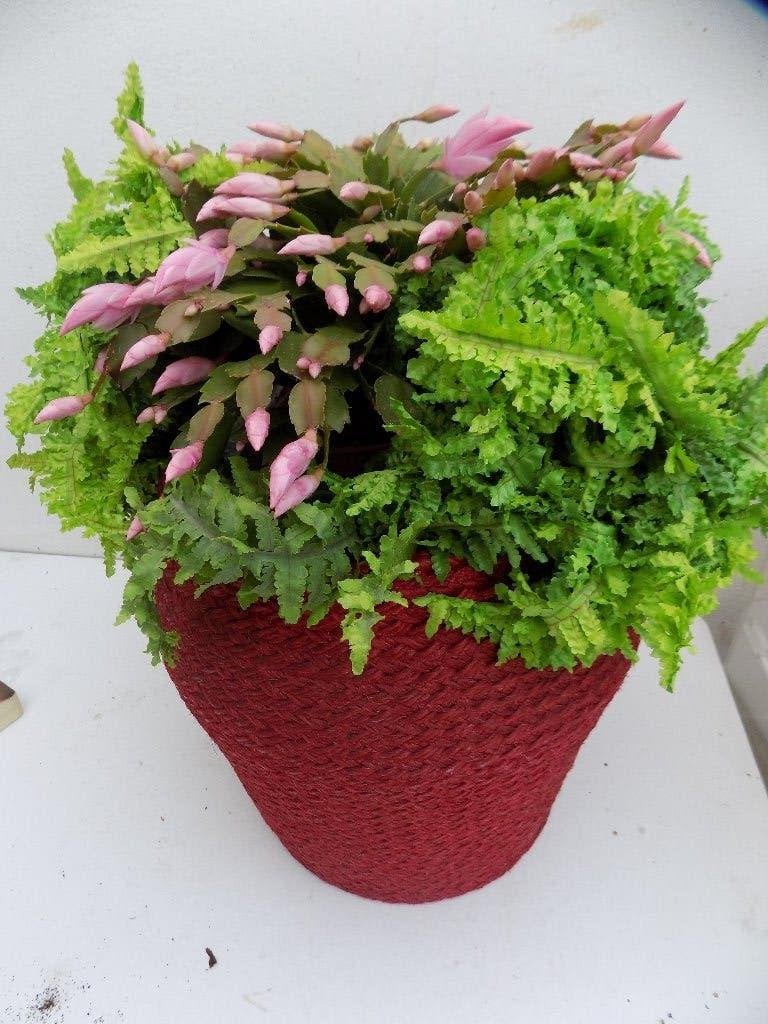 Mand naaimand bloempot bordeaux rood met deksel, Ophalen of Verzenden, Gebruikt, Natuurlijk materiaal