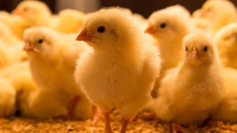 Legkip kuikens, Dieren en Toebehoren, Vrouwelijk, Kip