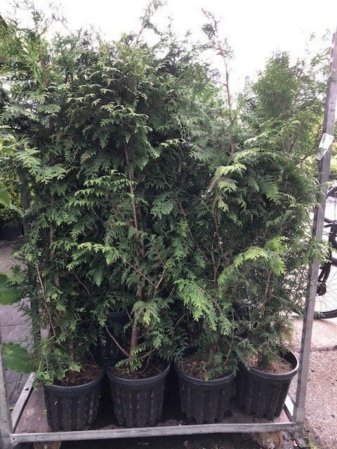 Conifeer voor een HAAG OF VOLIÈRE B-keus €14,95 NU €7,50!!, Ophalen, Conifeer, Haag, 100 tot 250 cm