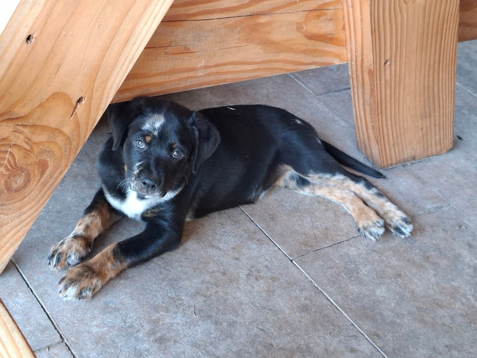 8 mooie rottweiler/old english buldog pups, 8 tot 15 weken, Meerdere, Meerdere dieren, Rottweiler
