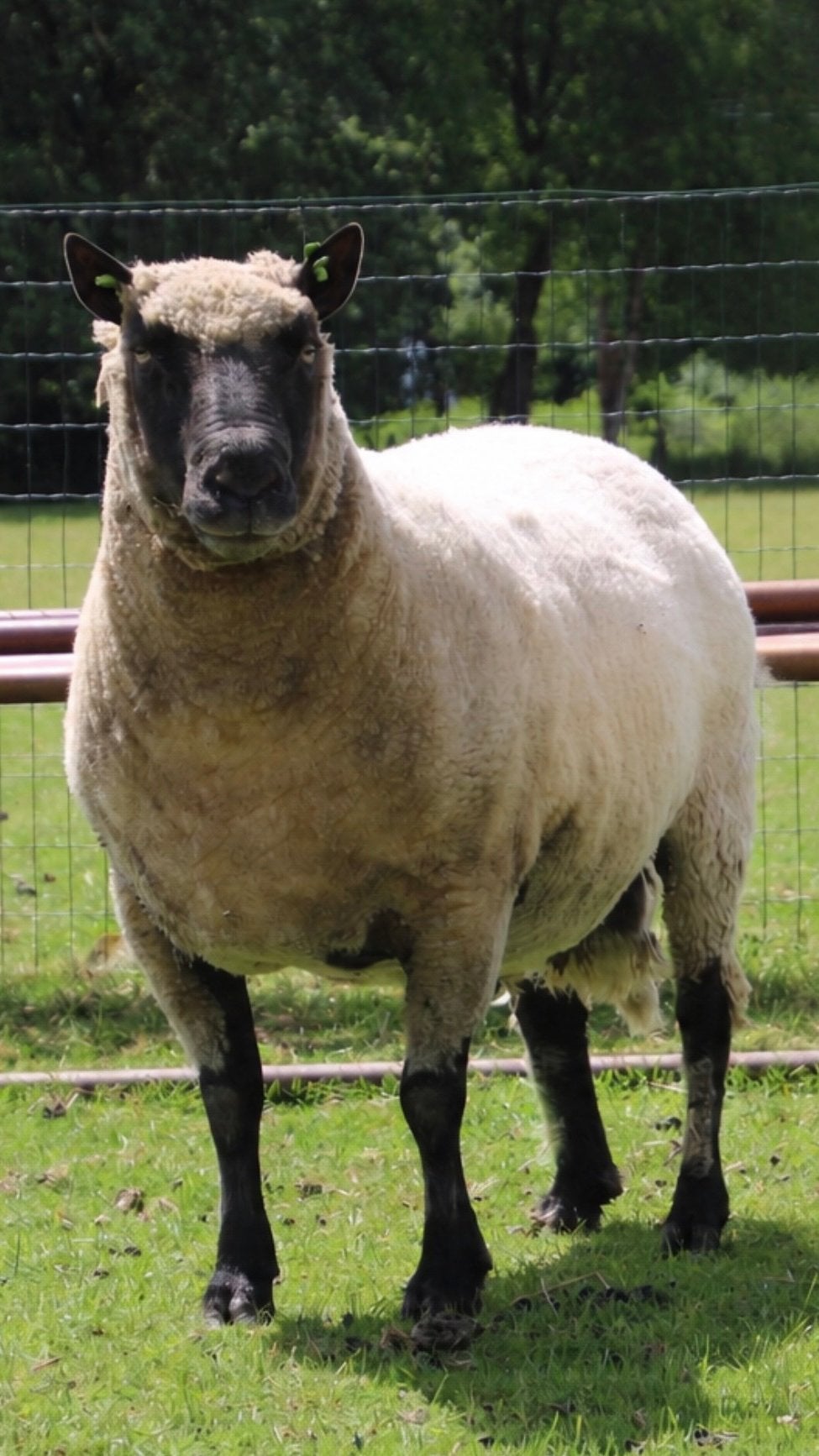Clun Forest ram, Dieren en Toebehoren, Schapen, Geiten en Varkens, Schaap, Mannelijk, 3 tot 5 jaar
