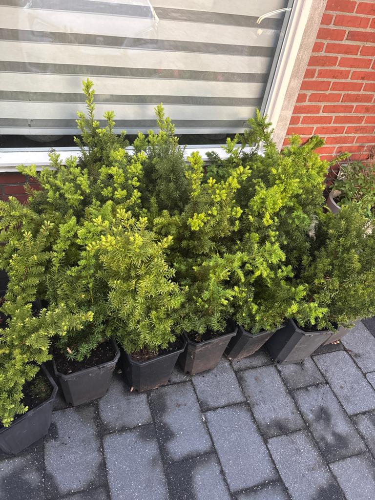 Mooie Taxus te koop - Ideaal voor haag, Vaste plant, Bloeit niet, Halfschaduw, Ophalen