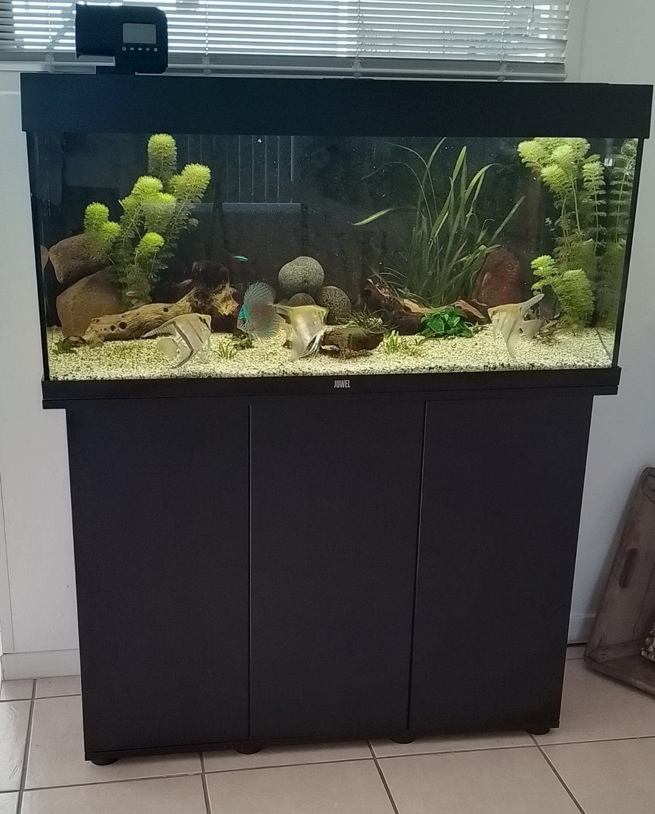 Te koop compleet agarium vsn het merk Juwel, Ophalen, Inclusief planten, Aquariummeubel