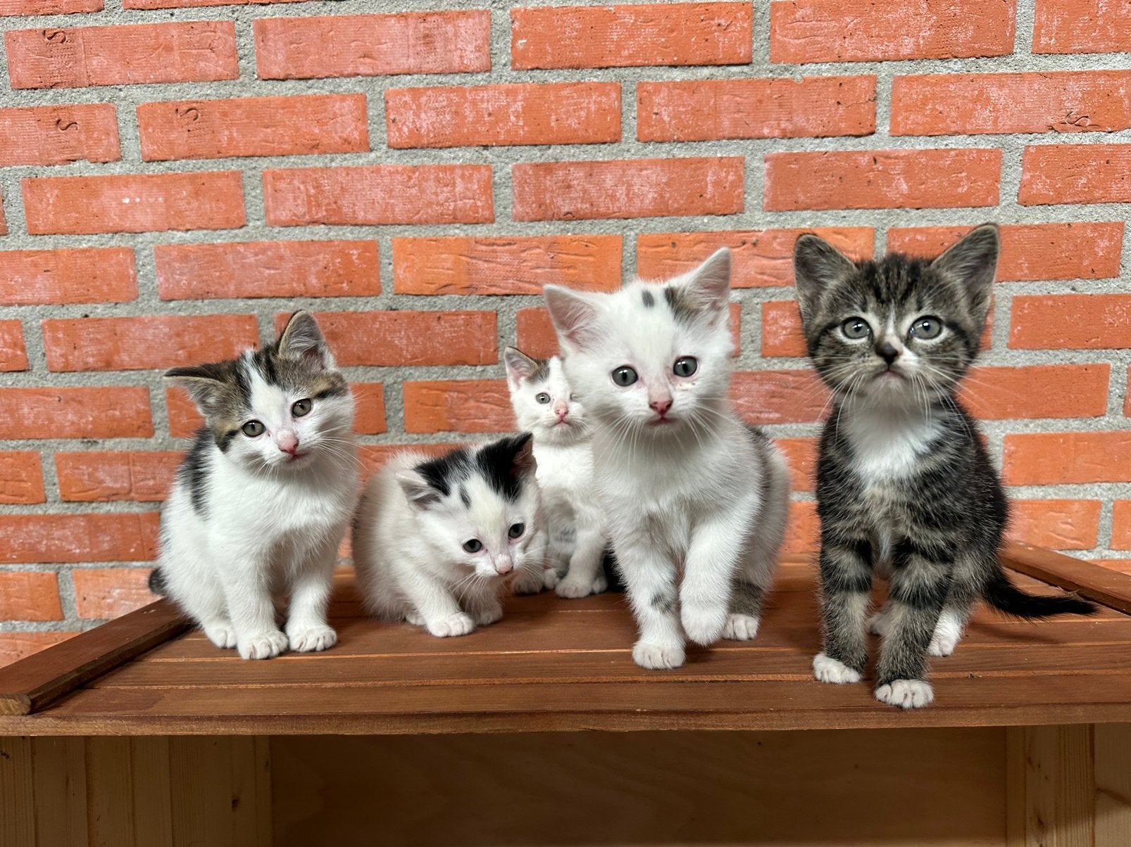5 lieve kittens te koop, Meerdere dieren, Kortharig, 0 tot 2 jaar
