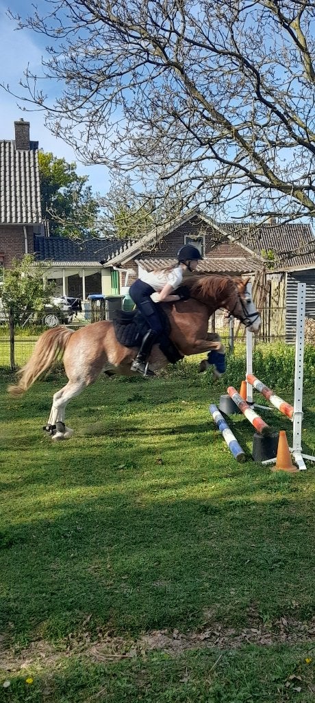 Lieve C pony, Gechipt, B, Ruin, C pony (1.27m tot 1.37m)